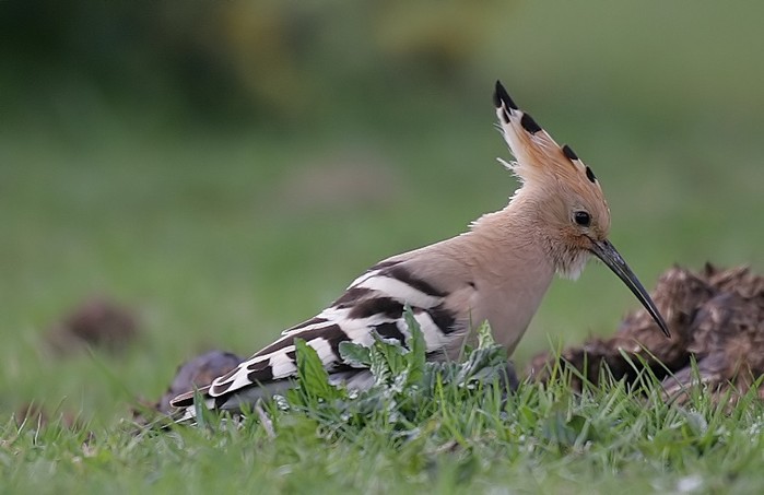 Hoopoe