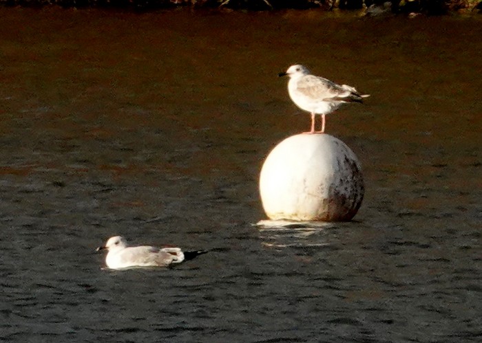 Caspian Gull