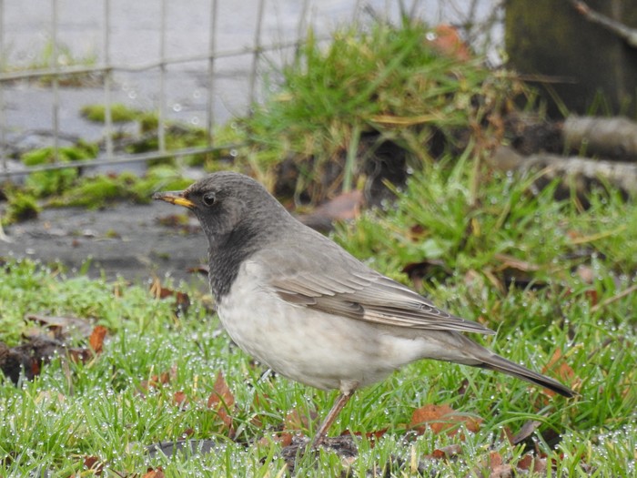 Black-throated Thrush