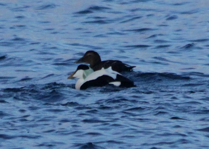 Northern Eider