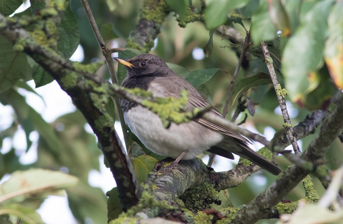 Black-throated Thrush