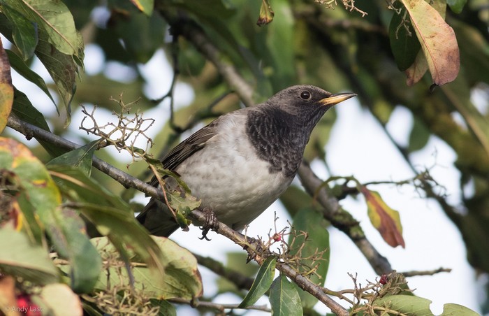 Black-throated Thrush