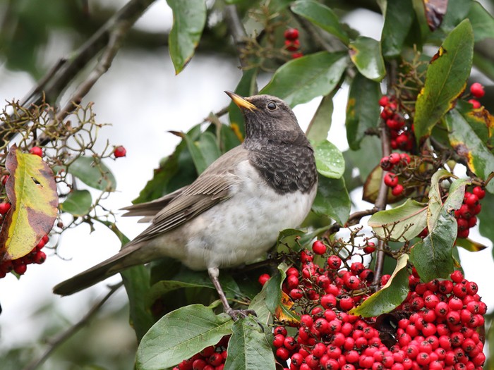 Black-throated Thrush