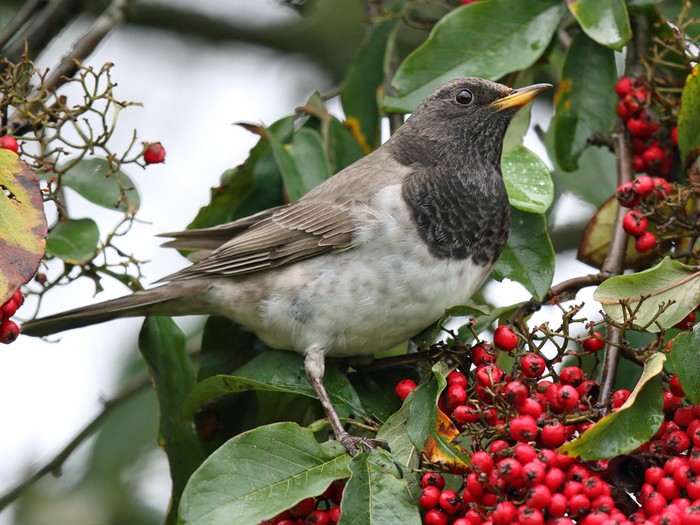 Black-throated Thrush