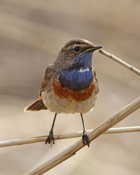 White-spotted Bluethroat