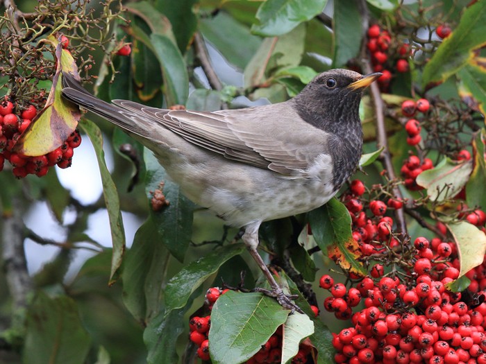 Black-throated Thrush