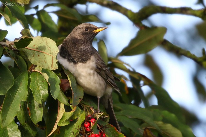 Black-throated Thrush