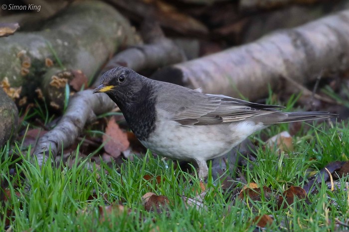 Black-throated Thrush