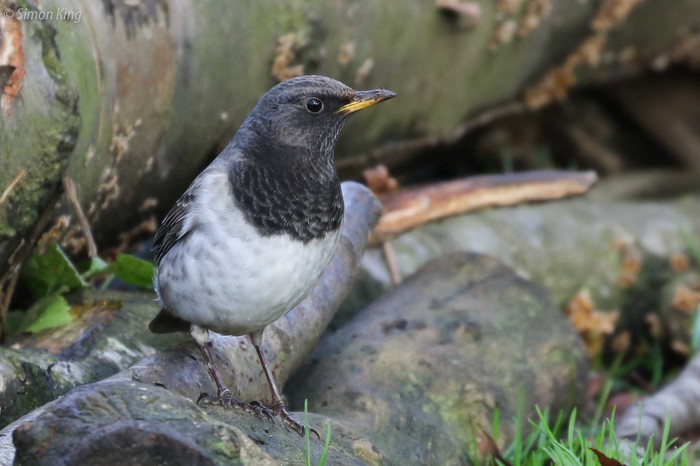 Black-throated Thrush
