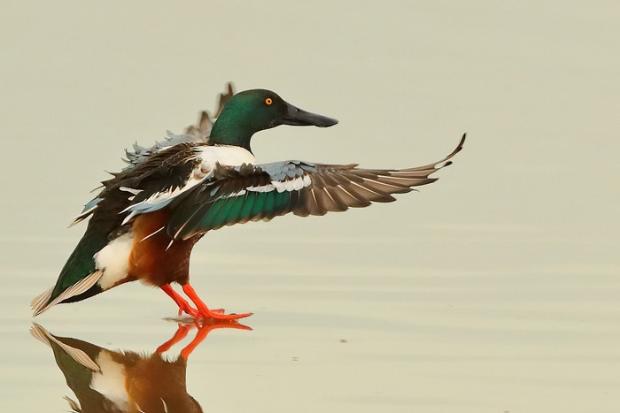 Shoveler