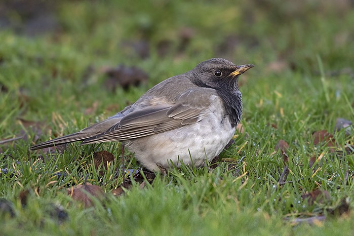 Black-throated Thrush