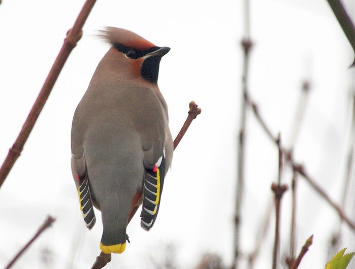 Waxwing