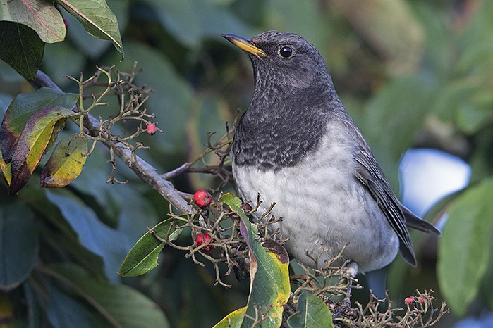 Black-throated Thrush