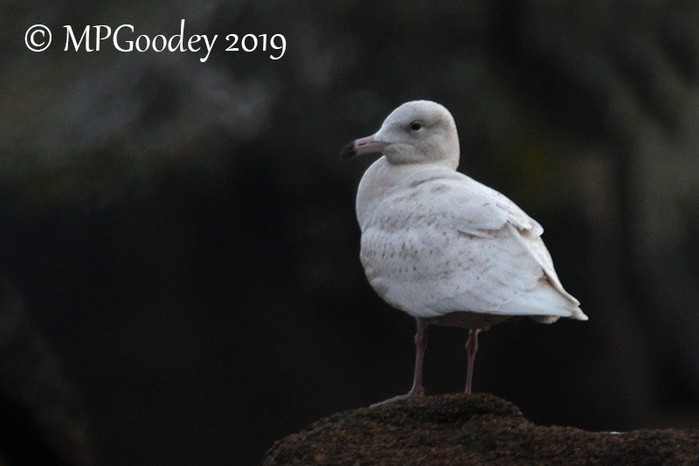 Glaucous Gull