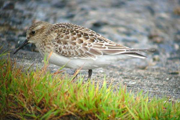 Baird's Sandpiper