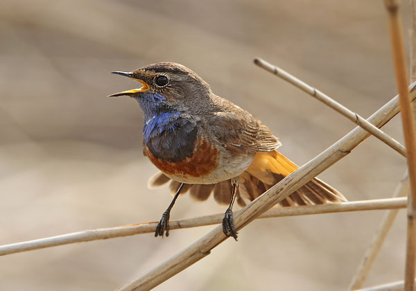 White-spotted Bluethroat