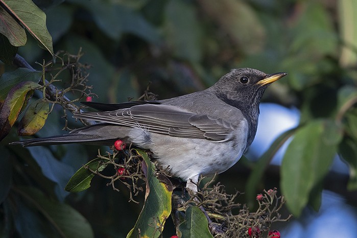 Black-throated Thrush