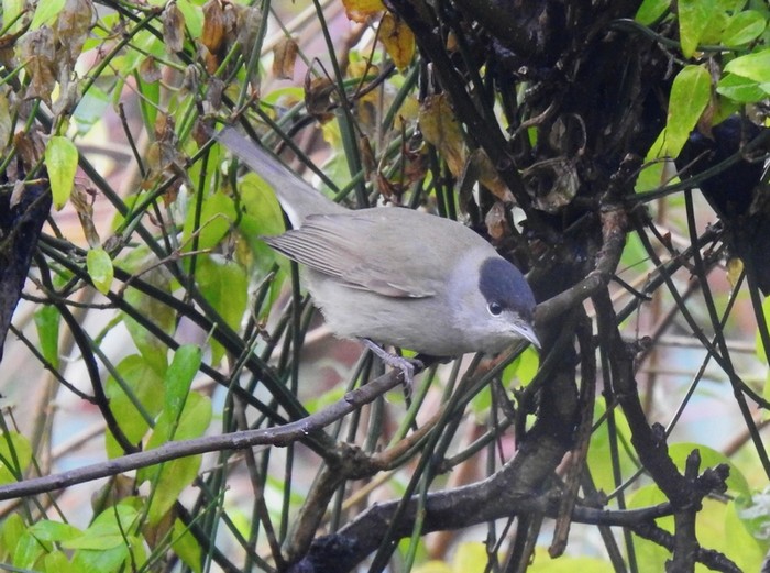 Blackcap