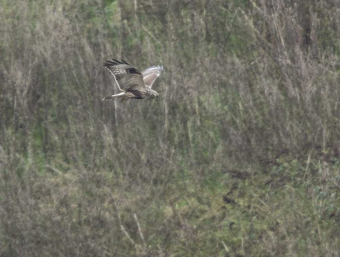Rough-legged Buzzard