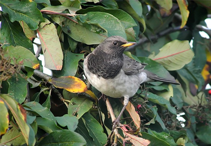 Black-throated Thrush