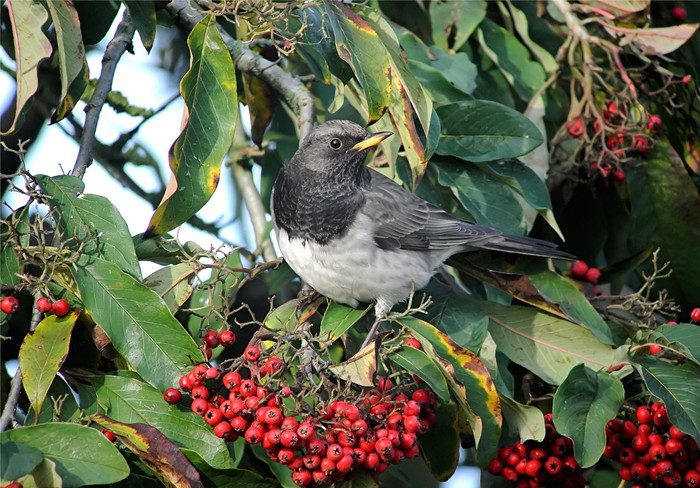 Black-throated Thrush