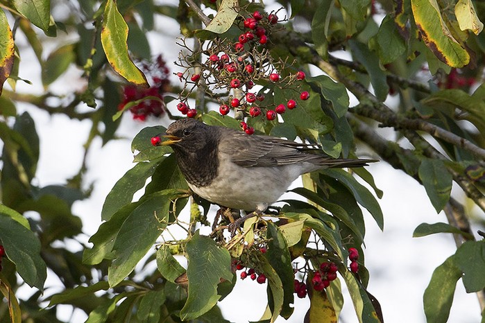Black-throated Thrush