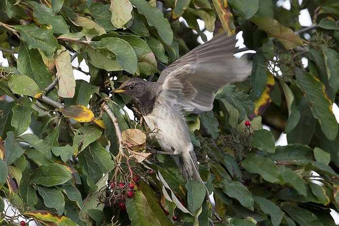 Black-throated Thrush