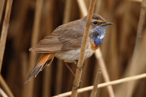 White-spotted Bluethroat