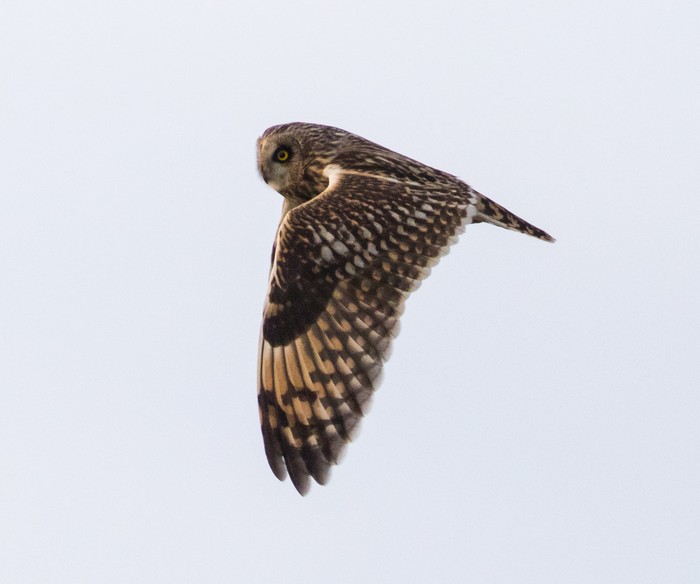 Short-eared Owl