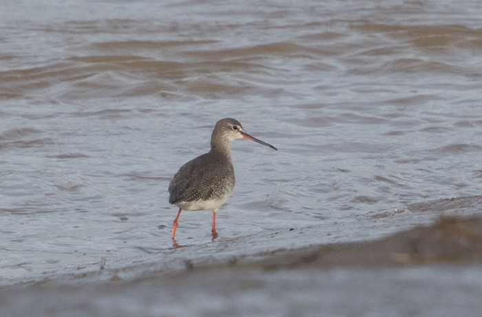 Spotted Redshank