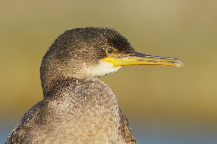 Shag