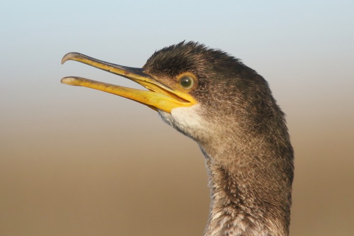 Shag