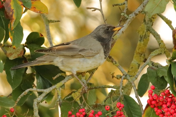 Black-throated Thrush