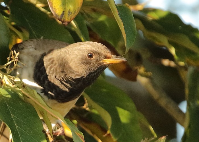 Black-throated Thrush