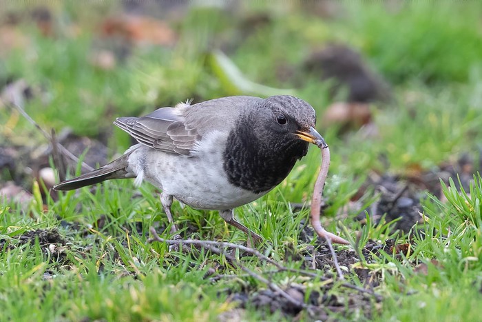 Black-throated Thrush