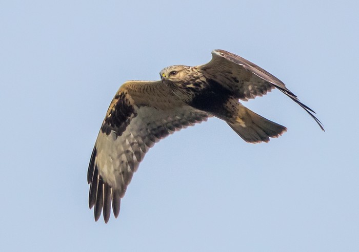 Rough-legged Buzzard