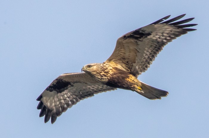 Rough-legged Buzzard