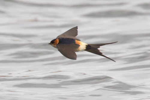 Red-rumped Swallow