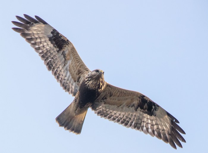 Rough-legged Buzzard