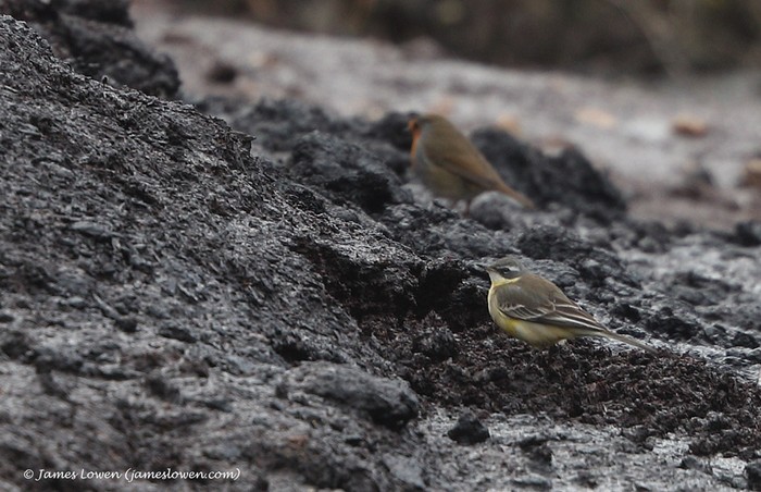 Blue-headed Eastern Yellow Wagtail