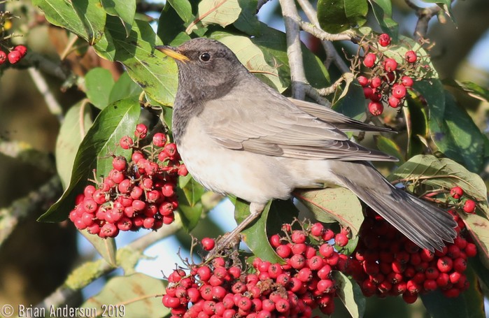 Black-throated Thrush