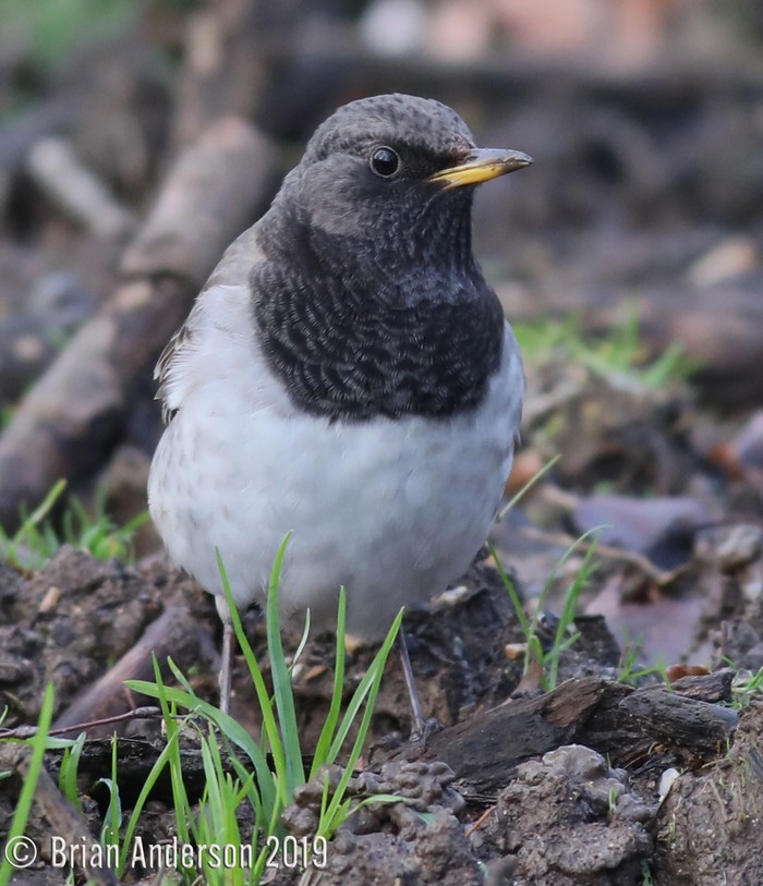Black-throated Thrush