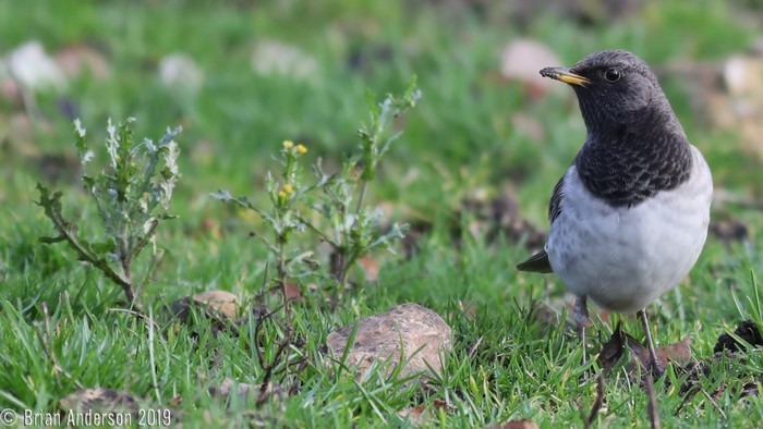 Black-throated Thrush