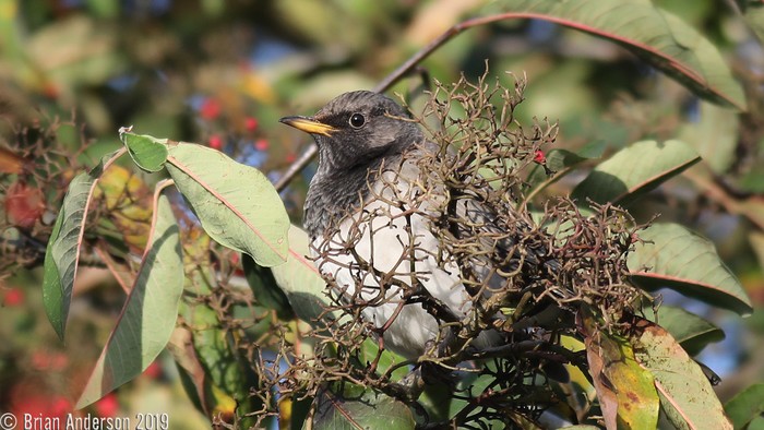Black-throated Thrush