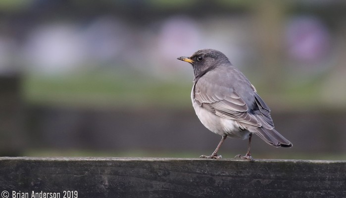 Black-throated Thrush