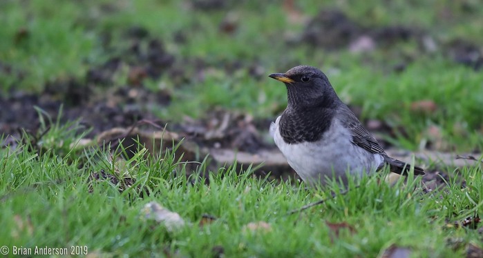 Black-throated Thrush