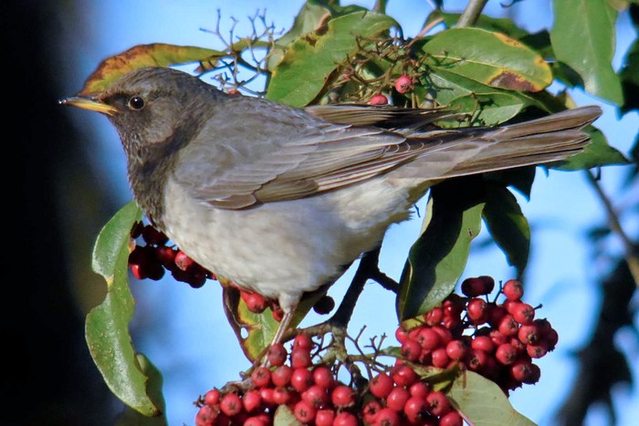 Black-throated Thrush