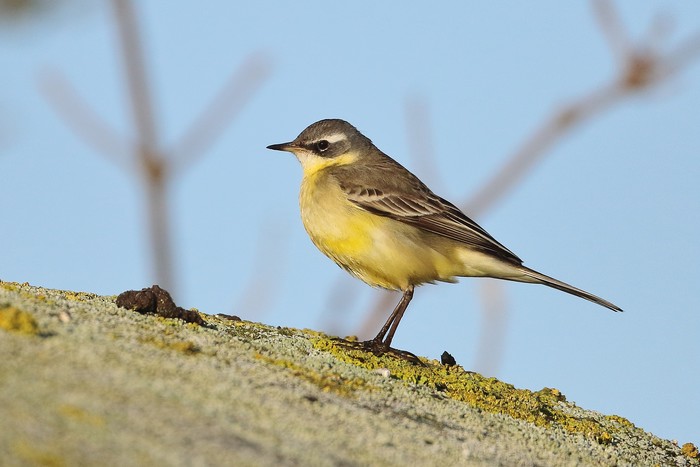 Blue-headed Eastern Yellow Wagtail