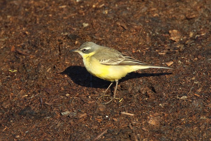 Blue-headed Eastern Yellow Wagtail