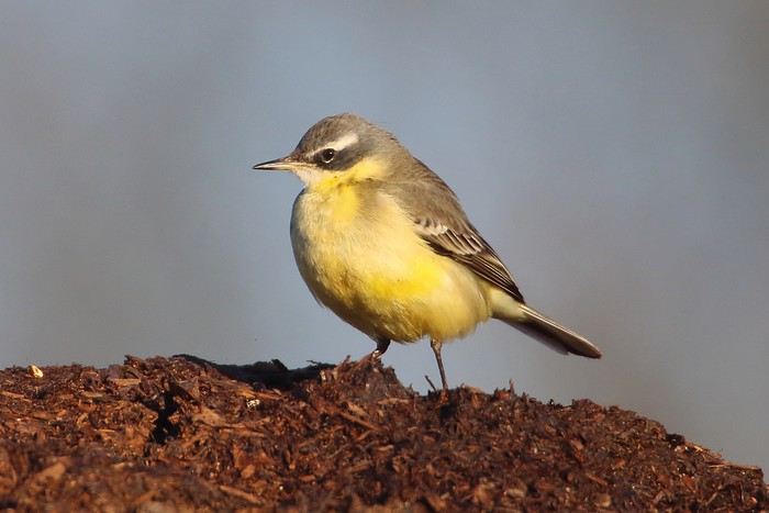 Blue-headed Eastern Yellow Wagtail